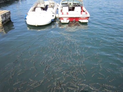 School of Fish in the Harbor